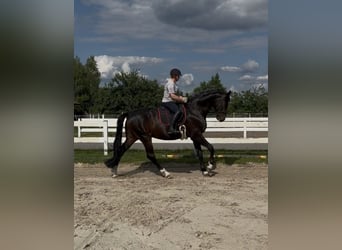Oldenburger, Ruin, 6 Jaar, 175 cm, Roodbruin