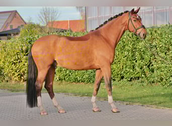 Oldenburger, Ruin, 6 Jaar, 176 cm, Bruin