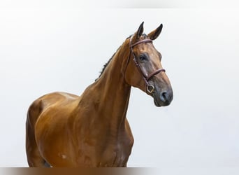 Oldenburger, Ruin, 6 Jaar, 177 cm, Bruin