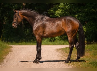 Oldenburger, Ruin, 6 Jaar, 177 cm, Donkerbruin