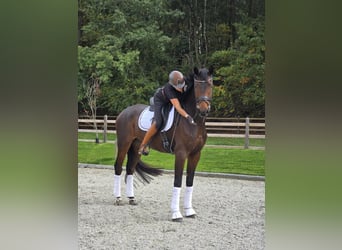 Oldenburger, Ruin, 6 Jaar, 178 cm, Bruin