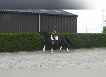 Oldenburger, Ruin, 6 Jaar, 185 cm, Donkerbruin
