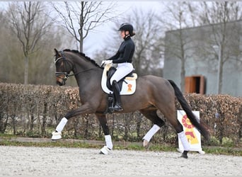 Oldenburger, Ruin, 6 Jaar, Donkerbruin