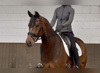 Oldenburger, Ruin, 7 Jaar, 167 cm, Bruin
