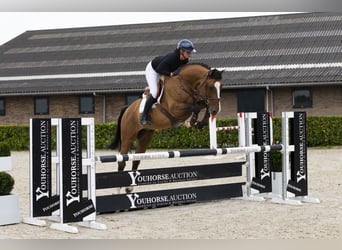 Oldenburger, Ruin, 7 Jaar, 167 cm, Bruin