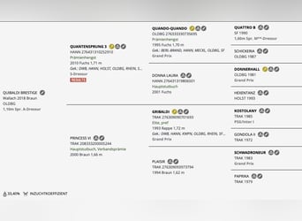 Oldenburger, Ruin, 7 Jaar, 168 cm, Bruin