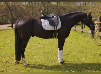 Oldenburger, Ruin, 7 Jaar, 168 cm, Zwart