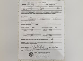 Oldenburger, Ruin, 7 Jaar, 168 cm, Zwart