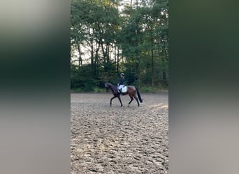 Oldenburger, Ruin, 7 Jaar, 169 cm, Bruin