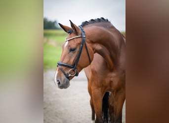 Oldenburger, Ruin, 7 Jaar, 170 cm, Bruin