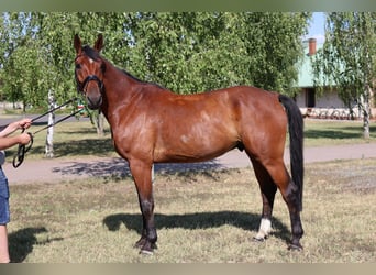 Oldenburger, Ruin, 7 Jaar, 170 cm, Bruin