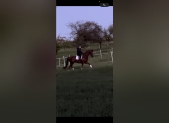 Oldenburger, Ruin, 7 Jaar, 170 cm, Donkere-vos