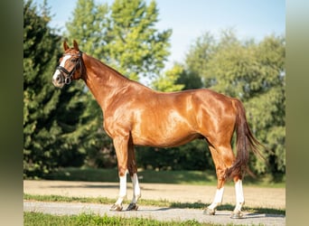 Oldenburger, Ruin, 7 Jaar, 170 cm, Vos