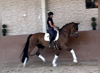 Oldenburger, Ruin, 7 Jaar, 171 cm, Bruin