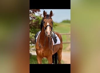 Oldenburger, Ruin, 7 Jaar, 172 cm, Bruin