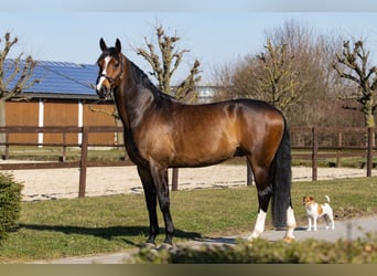Oldenburger, Ruin, 7 Jaar, 172 cm, Donkerbruin