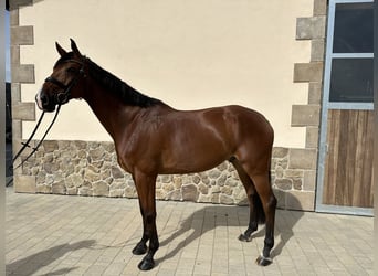 Oldenburger, Ruin, 7 Jaar, 172 cm, Donkerbruin