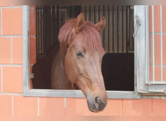Oldenburger, Ruin, 7 Jaar, 172 cm, Donkere-vos