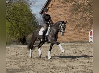 Oldenburger, Ruin, 7 Jaar, 172 cm, Schimmel
