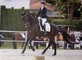 Oldenburger, Ruin, 7 Jaar, 173 cm, Donkerbruin