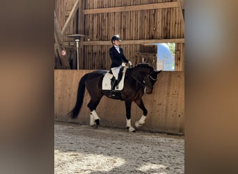 Oldenburger, Ruin, 7 Jaar, 173 cm, Donkerbruin