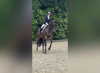 Oldenburger, Ruin, 7 Jaar, 173 cm, Donkerbruin