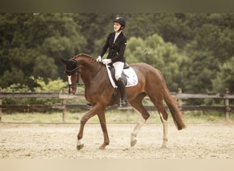 Oldenburger, Ruin, 7 Jaar, 173 cm, Vos