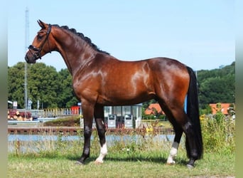 Oldenburger, Ruin, 7 Jaar, 174 cm, Bruin