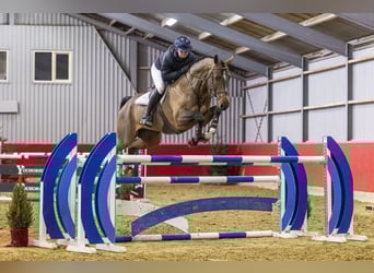 Oldenburger, Ruin, 7 Jaar, 174 cm, Bruin