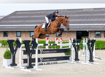 Oldenburger, Ruin, 7 Jaar, 174 cm, Bruin