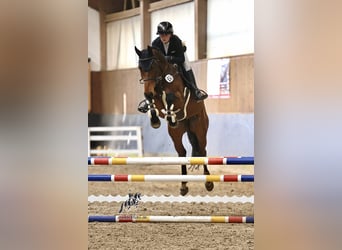 Oldenburger, Ruin, 7 Jaar, 175 cm, Bruin