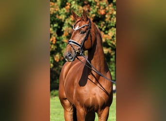 Oldenburger, Ruin, 7 Jaar, 176 cm, Vos