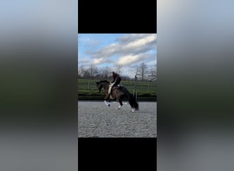 Oldenburger, Ruin, 7 Jaar, 177 cm, Donkerbruin