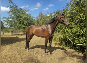 Oldenburger, Ruin, 7 Jaar, 177 cm, Donkerbruin