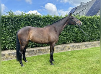 Oldenburger, Ruin, 7 Jaar, 180 cm, Zwartbruin