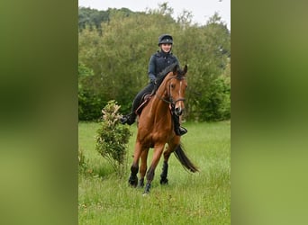 Oldenburger, Ruin, 7 Jaar, 184 cm, Bruin