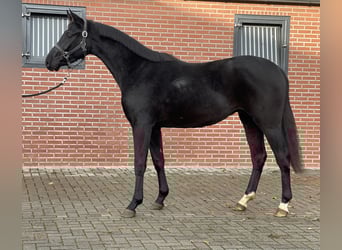 Oldenburger, Ruin, 8 Jaar, 161 cm, Zwart