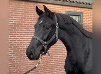 Oldenburger, Ruin, 8 Jaar, 161 cm, Zwart