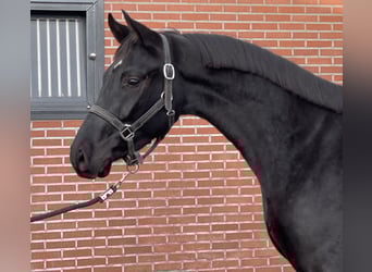 Oldenburger, Ruin, 8 Jaar, 161 cm, Zwart