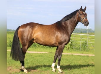 Oldenburger, Ruin, 8 Jaar, 167 cm, Bruin