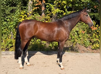 Oldenburger, Ruin, 8 Jaar, 168 cm, Donkerbruin