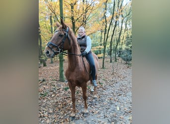 Oldenburger, Ruin, 8 Jaar, 168 cm, Vos