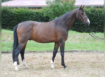 Oldenburger, Ruin, 8 Jaar, 169 cm, Bruin