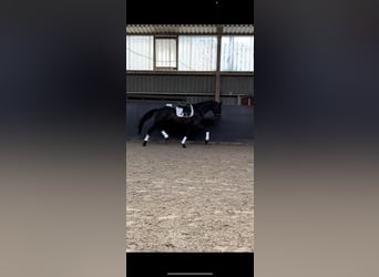 Oldenburger, Ruin, 8 Jaar, 170 cm, Donkerbruin