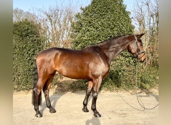 Oldenburger, Ruin, 8 Jaar, 171 cm, Bruin