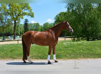 Oldenburger, Ruin, 8 Jaar, 174 cm, Donkere-vos