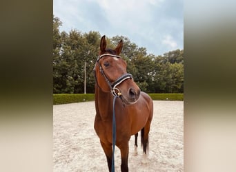 Oldenburger, Ruin, 9 Jaar, 165 cm, Bruin