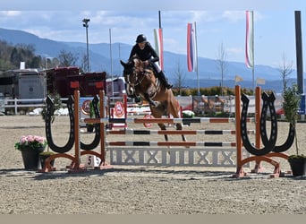 Oldenburger, Ruin, 9 Jaar, 167 cm, Bruin