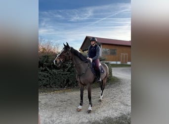 Oldenburger, Ruin, 9 Jaar, 167 cm, Bruin