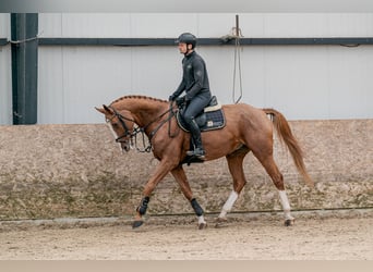 Oldenburger, Ruin, 9 Jaar, 168 cm, Roodbruin